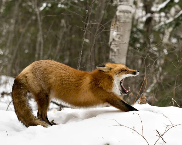 Red fox yawning and stretching displaying open mouth, teeth, tongue, bushy fox tail, fur in the winter season in its environment and habitat with snow forest  background . Fox Image. Picture. Portrait. Fox Stock Photos.