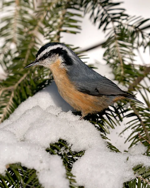 Nuthatch Close Close Profile View Perched Tree Branch Snow Its — 图库照片