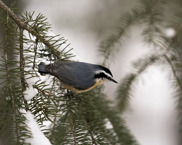 Nuthatch Close Close Profile View Perched Tree Branch Its Environment — 图库照片