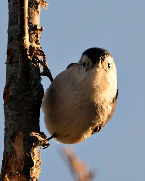 Sittelle Poitrine Blanche Vue Profil Rapprochée Perchée Sur Une Branche — Photo