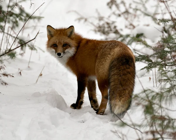 Red fox close-up profile view in the winter season in its environment and habitat with snow background displaying bushy fox tail, fur. Fox Image. Picture. Portrait. Fox Stock Photo.