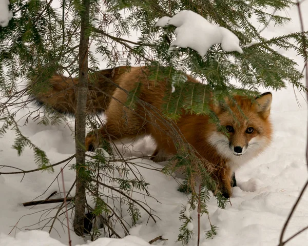 Red fox close-up profile view in the winter season in its environment and habitat with snow background displaying bushy fox tail, fur. Fox Image. Picture. Portrait. Fox Stock Photo.