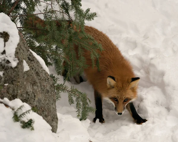Red Fox Close Profile View Winter Season Its Environment Habitat — Stock Photo, Image