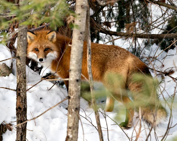 環境では冬の季節にカメラを見て 雪や枝の背景を持つ生息地で赤いキツネの尾 毛皮を表示します フォックス画像 写真だ 肖像画 フォックスストックフォト — ストック写真