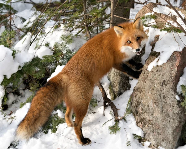 Renard Roux Debout Près Rocher Hiver Dans Son Environnement Son — Photo