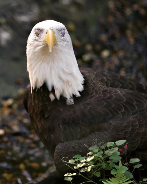 Weißkopfseeadler Nahaufnahme Profil Mit Seiner Dritten Lidschutzmembran Nicititing Mit Einem — Stockfoto