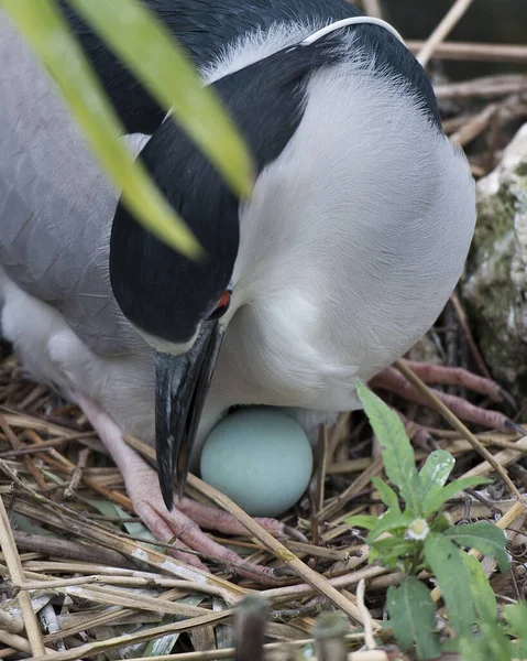 Black-crowned Night Heron bird with eggs on the nest with a background  in its environment and habitat. The nest and blue-green eggs of a Black-Crowned Night Heron. Black-crowned Night Heron Stock Photo.