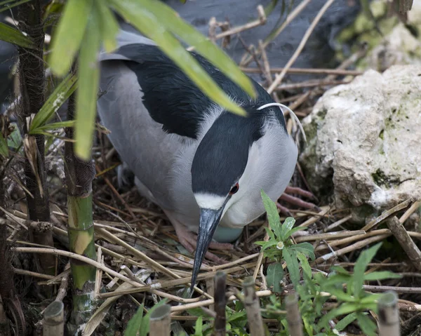 Black-crowned Night Heron bird with eggs on the nest with a background  in its environment and habitat. The nest and blue-green eggs of a Black-Crowned Night Heron. Black-crowned Night Heron Stock Photo.