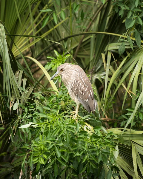 Black-crowned Night Heron juvenile birds perched on a branch with foliage background in its environment and habitat looking to the left side. Black-crowned Night Heron Stock Photo.