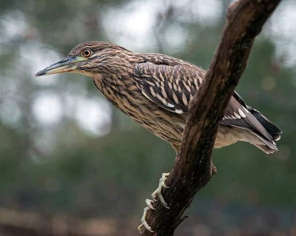 Black-crowned Night Heron juvenile bird perched on a branch with blur  background in its environment and habitat looking to the left side. Black-crowned Night Heron Stock Photo.