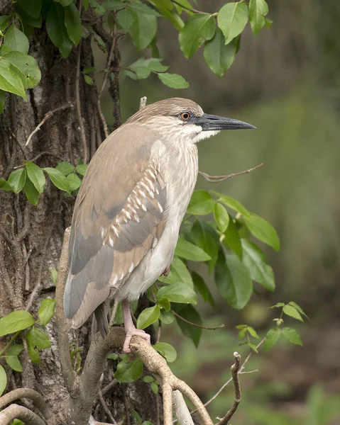 Black-crowned Night Heron juvenile birds perched on a branch with foliage background in its environment and habitat looking to the right side. Black-crowned Night Heron Stock Photo.