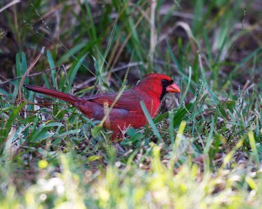 Kardinal kuş erkek, güzel kırmızı gövdesini, başını, gagasını, gözünü, bulanık bir arka plan ile çevresinin ve habitatının tadını çıkardığını gösteren bir dala tünedi. Kardinal Stok Fotoğrafı.