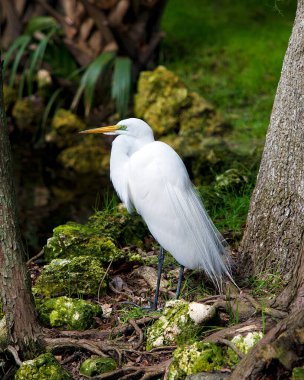 Büyük Beyaz Akbalıkçıl, çevresi ve habitatında bulanık bir bitki örtüsü ile yosun kayaları ve yaprakların üzerinde duruyor. Büyük Beyaz Akbalıkçıl Stok Fotoğrafı.