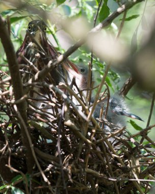 Yeşil balıkçıl yetişkin ve balıkçıl kuş yuvalarında bulanık bir ön plan ve doğal ortamlarında yeşillik arka planına sahipler. Yeşil balıkçıl stok fotoğrafı.