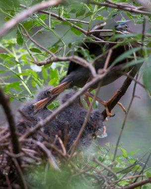 Yeşil balıkçıl yetişkin ve balıkçıl kuş yuvalarında bulanık bir ön plan ve doğal ortamlarında yeşillik arka planına sahipler. Yeşil balıkçıl stok fotoğrafı.