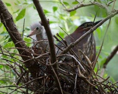 Yeşil balıkçıl yetişkin ve balıkçıl kuş yuvalarında bulanık bir ön plan ve doğal ortamlarında yeşillik arka planına sahipler. Yeşil balıkçıl stok fotoğrafı.