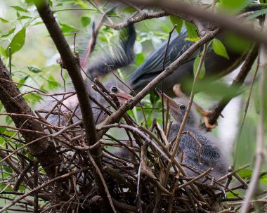 Yeşil balıkçıl yetişkin ve balıkçıl kuş yuvalarında bulanık bir ön plan ve doğal ortamlarında yeşillik arka planına sahipler. Yeşil balıkçıl stok fotoğrafı.
