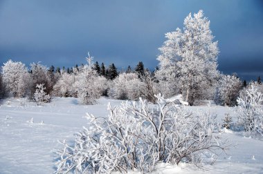 Kış manzarası. Donmuş ağaçlar güneş ışığında güneşleniyor. Mavi gökyüzü, doğadaki güzelliği. Kış harikalar diyarı. 