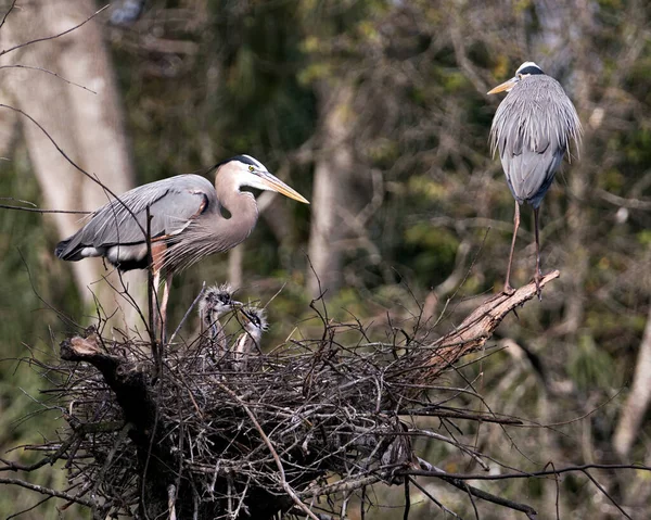 Blue Heron Birds Close Profile View Nest Displaying Blue Plumage — Stock Photo, Image