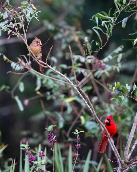 Couple Oiseaux Cardinaux Perchés Sur Une Branche Montrant Leur Corps — Photo