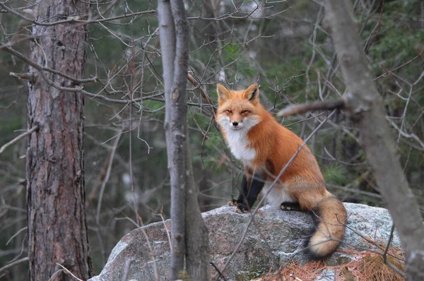 Fox Red Fox animal  sitting on a rock in the forest enjoying its surrounding and environment exposing fur, body, head, eyes, ears, nose, black paws, bushy tail with a background and foreground of trees. Fox Image. Picture. Portrait. Fox Stock Photo.