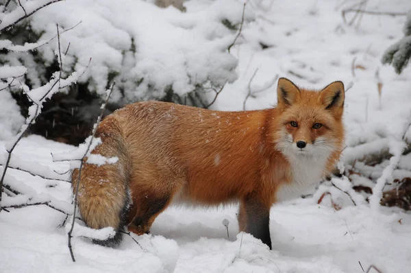 Red Fox Vista Primer Plano Del Perfil Bosque Temporada Invierno —  Fotos de Stock