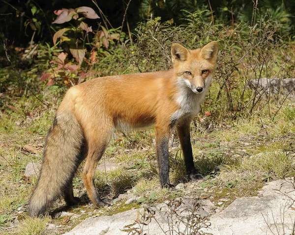 Fox Red Fox Animal Floresta Olhando Para Câmera Exibindo Pele — Fotografia de Stock