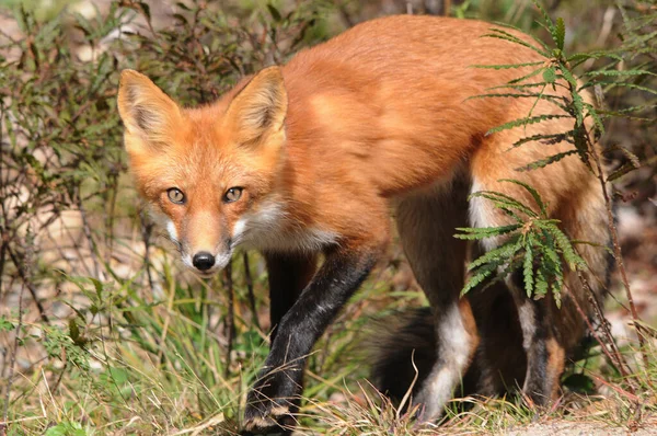 Fox animal close-up profile view with surrounded foliage in the summer season in its environment and habitat displaying fur, head, ears, eyes, nose, black paws, tail.  Fox Image. Picture. Portrait. Fox Stock Photo.