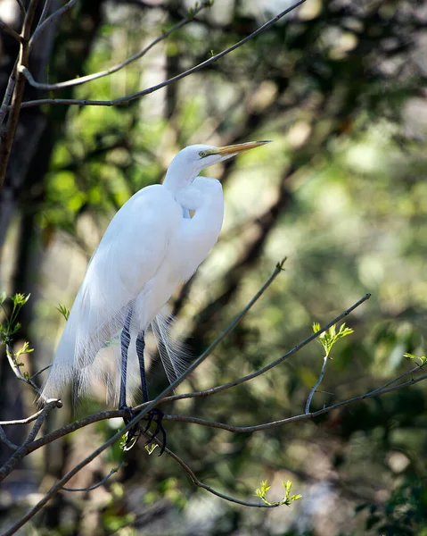 부리가 주위와 서식지에 배경을 가지고 황로가 자리잡고 Great White Egret — 스톡 사진