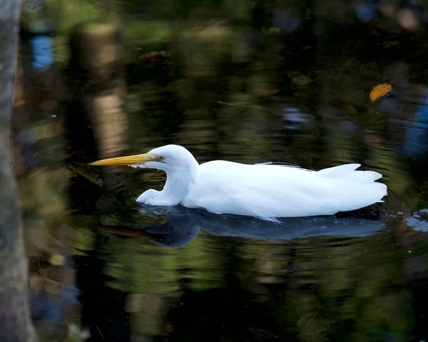 Great White Egret Água Nadando Com Reflexo Enquanto Expõe Seu — Fotografia de Stock