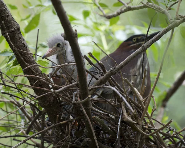 Green Heron Vuxen Och Baby Heron Boet Med Suddig Förgrund — Stockfoto