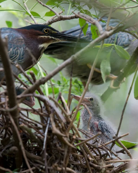 Green Heron Vuxna Och Bebis Herons Boet Med Suddig Förgrund — Stockfoto