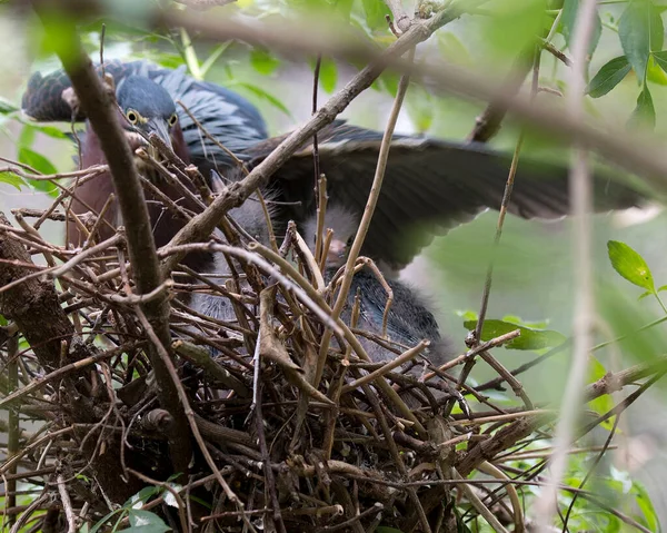 Heron Verde Adulto Bebê Garça Ninho Com Foreground Borrão Folhagem — Fotografia de Stock