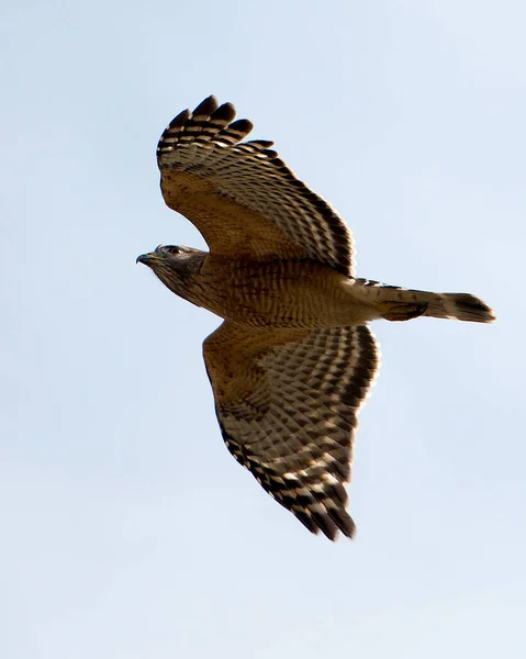 Hawk Voando Com Céu Cinzento Exibindo Suas Asas Espalhadas Plumagem — Fotografia de Stock