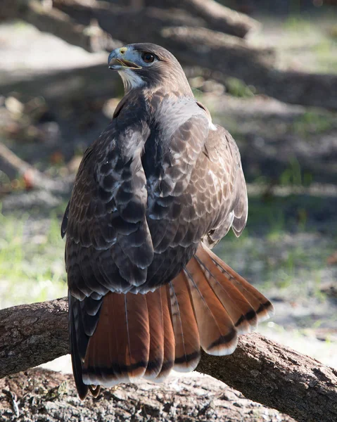 발톱이 나뭇가지에 서식지와 환경에 배경을 가지고 Hawk Stock Photo — 스톡 사진