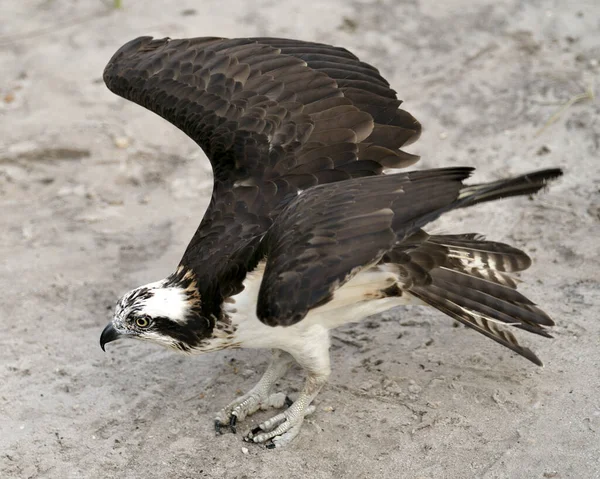 Osprey Bird Close Profielzicht Staand Zand Met Uitgestrekte Vleugels Genietend — Stockfoto