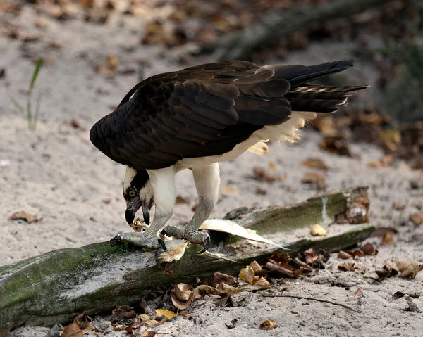 Osprey Bird Profile View Comer Peixe Exibindo Sua Cabeça Plumagem — Fotografia de Stock