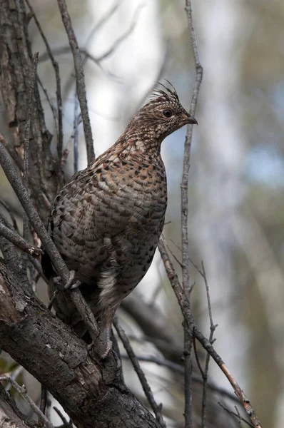 Perfil Close Aves Perdiz Empoleiradas Galho Árvore Floresta Temporada Outono — Fotografia de Stock