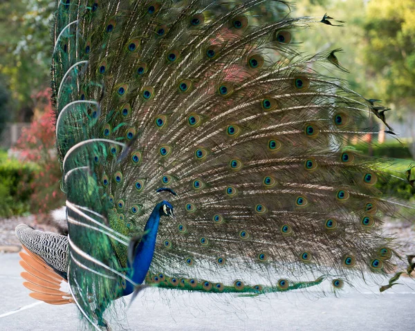 Peacock Közelkép Profilkép Gyönyörű Színes Madár Rajongói Farokkal Udvarlás Homályos — Stock Fotó