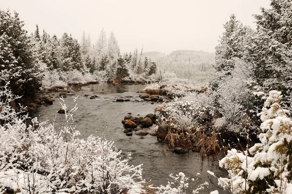 Paesaggio Invernale Nella Foresta Che Mostra Alberi Ghiacciati Fiume Cielo — Foto Stock
