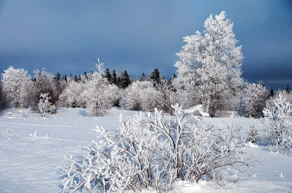 Зимний Пейзаж Морозными Деревьями Купающимися Солнечном Свете Голубым Небом Красота — стоковое фото