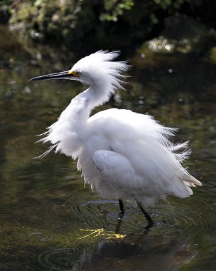Karlı Egret yakından profil görüntüsü, kaya ve yosun arka planıyla suda yürürken, beyaz tüyler, baş, gaga, göz, tüylü tüyler, çevresindeki ve habitatındaki sarı ayaklar görülüyor. Karlı Akbalıkçıl Stoğu Fotoğrafı.