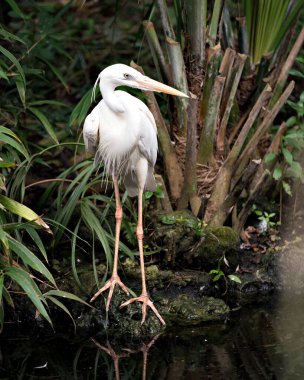 Beyaz balıkçıl, kanatlarını açıp güzel beyaz tüylerini, tüylerini, gagasını, başını ve ayaklarını doğal ortamında sergiliyor. Beyaz Balıkçıl Stok Fotoğrafı.