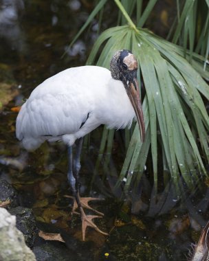 Su kenarındaki ahşap leylek kuşu profil görüntüsü beyaz ve siyah tüyleri gösteriyor. Tüyleri, başı, gözü, gagası, uzun boynu, çevresi ve habitatı. Ahşap Leylek Deposu Fotoğrafı.