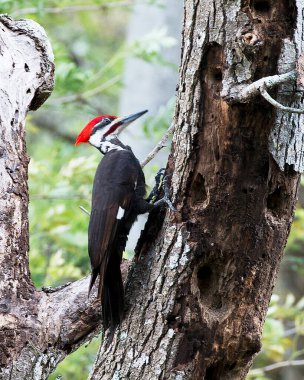 Ağaçkakan ağaçlara tüy tüyü, çevresindeki kırmızı taç ve arka plandaki bulanık yaşam alanını gösteren delikler açıyor. Ağaçkakan Stok Fotoğrafı. Görüntü. Görüntü. Portre.