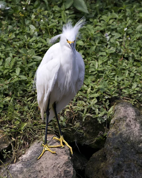 Snowy Egret Ptak Zbliżenie Profil Widok Stojący Skałach Mech Tła — Zdjęcie stockowe