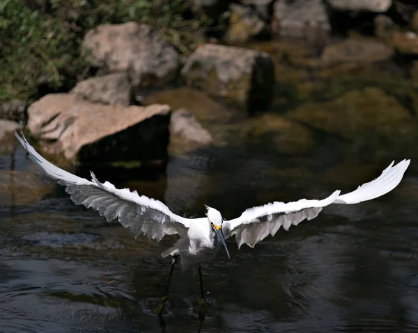 Snowy Egret Ptak Zbliżenie Profil Widok Przelatujący Nad Wodą Wyświetlając — Zdjęcie stockowe