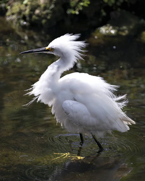 Karlı Egret yakından profil görüntüsü, kaya ve yosun arka planıyla suda yürürken, beyaz tüyler, baş, gaga, göz, tüylü tüyler, çevresindeki ve habitatındaki sarı ayaklar görülüyor. Karlı Akbalıkçıl Stoğu Fotoğrafı.