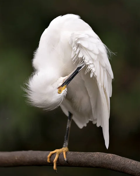 Snowy Egret Zbliżenie Profil Widok Siedzący Gałęzi Czyszczenia Skrzydła Pióra — Zdjęcie stockowe