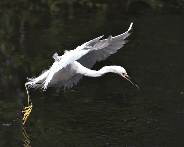 Snowy Egret Ptak Zbliżenie Profil Widok Przelatujący Nad Wodą Wyświetlając — Zdjęcie stockowe